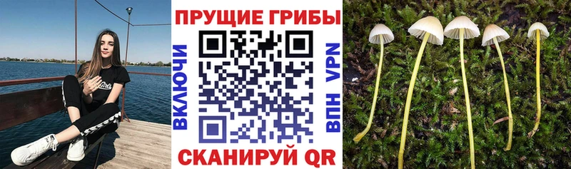 даркнет сайт  Ковылкино  Галлюциногенные грибы MAGIC MUSHROOMS 